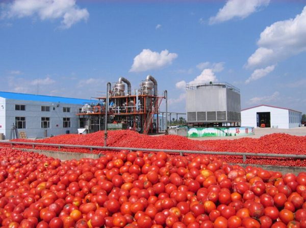 Tomato Processing Line Drum Package 12 Months Warranty 380V 15 T/H